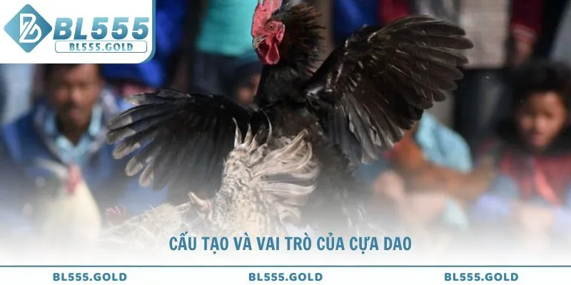 Tổng hợp cấu tạo và vai trò của cựa dao