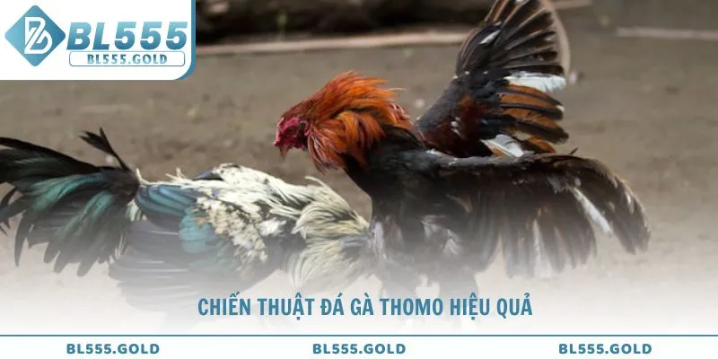 Chuyên gia BL555 bật mí các chiến thuật đá gà Thomo hiệu quả
