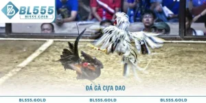 Đá gà cựa dao kịch tính bậc nhất và cách tham gia tại BL555