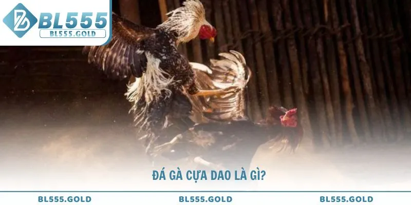 Cùng BL555 tìm hiểu về đá gà cựa dao là gì?