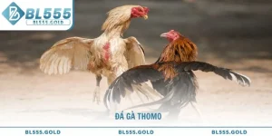 Đá gà Thomo trường đấu hấp dẫn nhất Đông Nam Á tại BL555